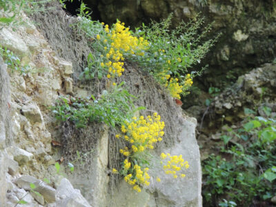 Cheile Oltetului Pestera Polovragi Pestera Muierii Horezu cu Terra Incognita