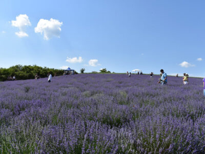 Gradina cu Lavanda cu Terra Incognita