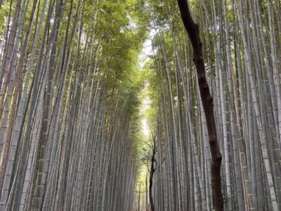 Japonia Terra