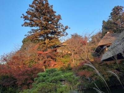 Japonia si Culorile Toamnei Terra