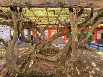 Japonia si Culorile Toamnei Terra