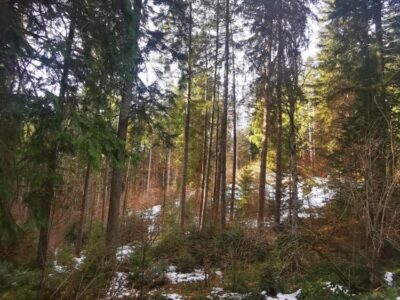 Cabana Susai - Cadoul de Anul Nou