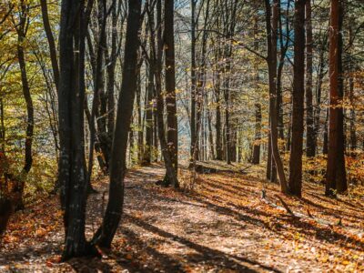 Magura Branului - Traseul cu privelisti de vis