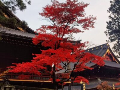 Prietenii, Japonia și cultorile toamnei16