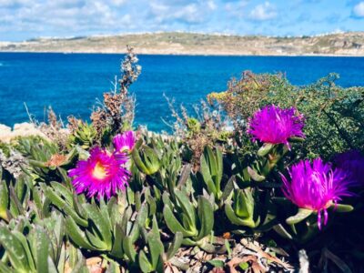 Prietenii, Malta si Insula de miere