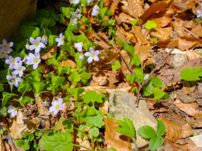 Vrancea Sălbatică