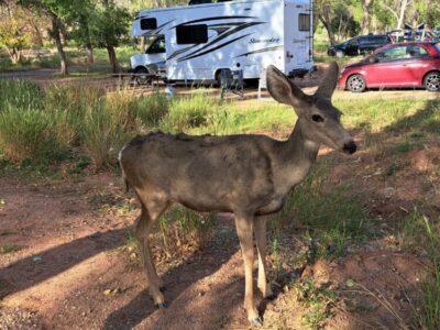 Route 66 si Vestul Americii Terra Once in a Lifetime