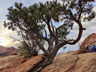 Route 66 si Vestul Americii Terra Once in a Lifetime