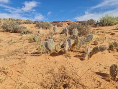 Route 66 si Vestul Americii Terra Once in a Lifetime