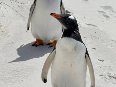 Falkland Islands2