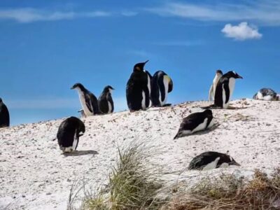 Falkland Islands4