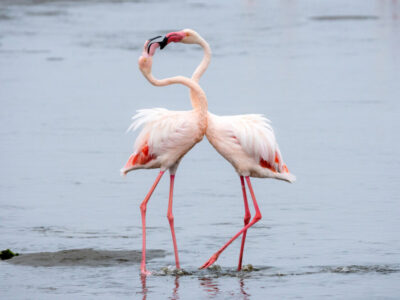 Flamingo Excursie