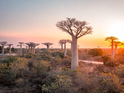 Baobab trees near Morondava Madacascar. Africa