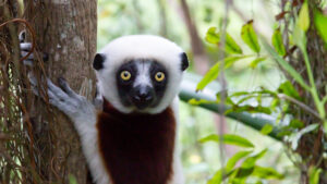 Un lemur curios circuit de grup în Madagascar iunie 2026