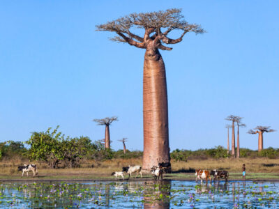 herd-cows-near-baobab-alley-water-lilies-pond