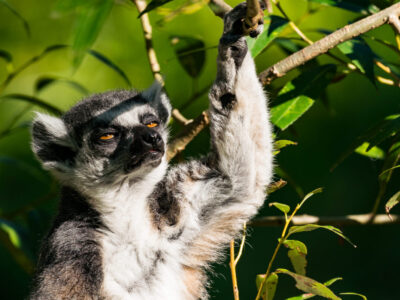 low-angle-view-lemur-tree