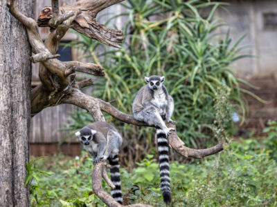 Two lemurs are sitting on a branch of a dry tree in a safari park