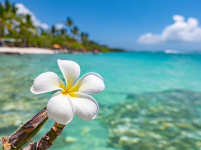 white-plumeria-flower-clear-turquoise-blue-caribbean-sea-water-vacation