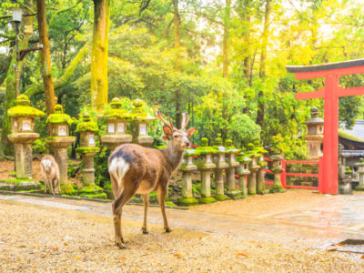 deer-forest