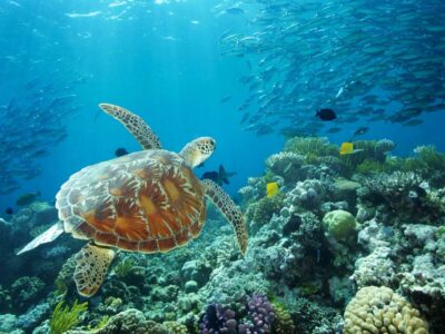 Calatorie Australia si Noua Zeelanda TI 2026 (18)
