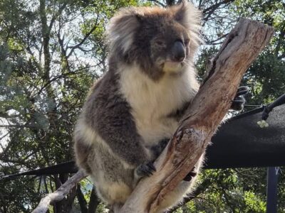 Calatorie Australia si Noua Zeelanda TI 2026 (6)