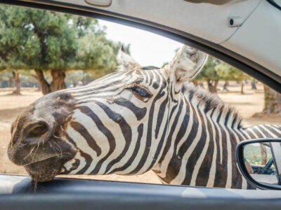 Hungry zebra waiting for food through a car window at the zoo
