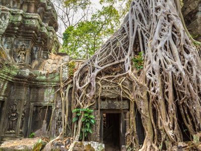 Ta Prohm temple ruins is Khmer ancient temple in complex Angkor Wat in Siem Reap, Cambodia in a summer day